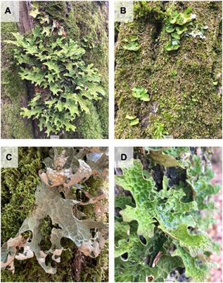 Life-stage dependent response of the epiphytic lichen Lobaria pulmonaria to climate